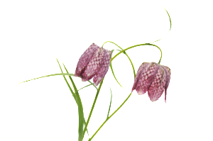 VitaStenar 114412857