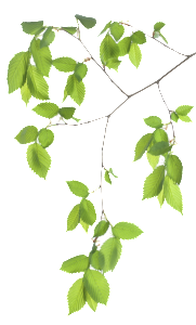 VitaStenar 115625948