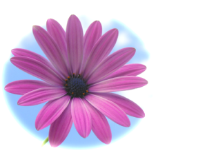 Lila blomma med himmelbakgrund