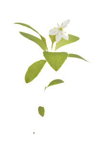 VitaStenar 148262669
