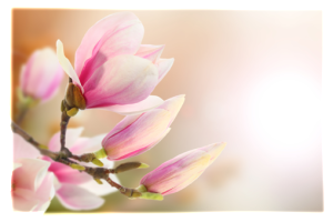 Vacker blomma