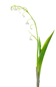 VitaStenar 153166093