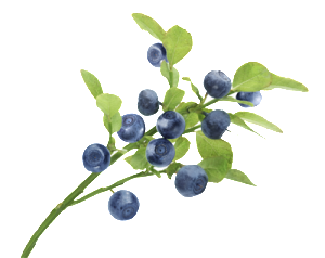 Blåbär