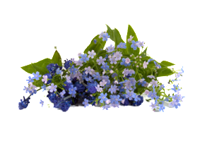 Dalslands landskapsblomma