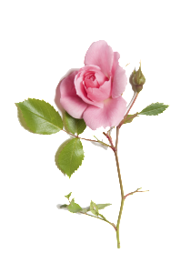 Rosa ros