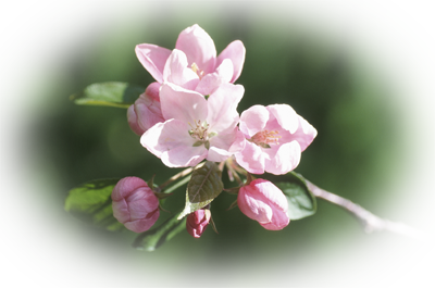 Rosa Äppelblom